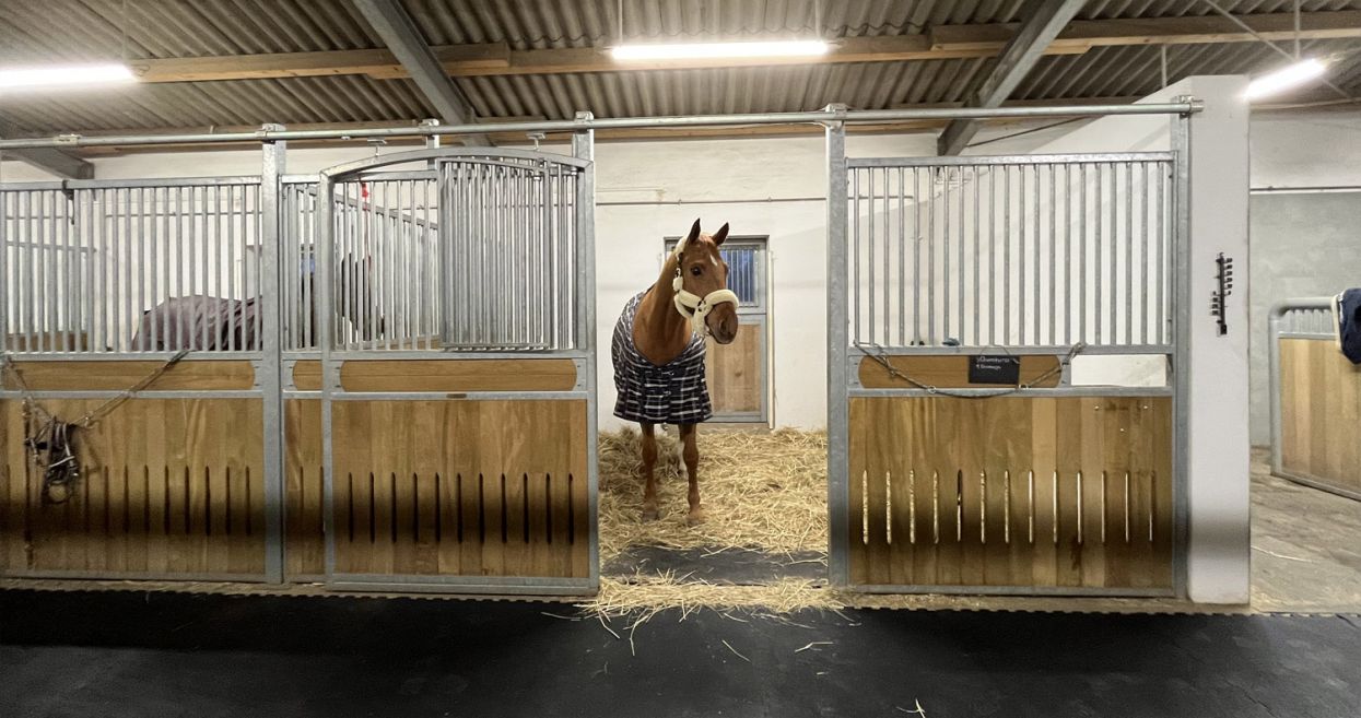 sagu matting – Stallmatten und Boxenmatten in einer Pferdebox steht ein Pferd auf Einstreu und Stallmatten von sagu®